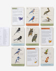 Sibley Backyard Birding Flashcards