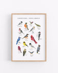 Emilie Simpson - Garden Birds Of North America Print